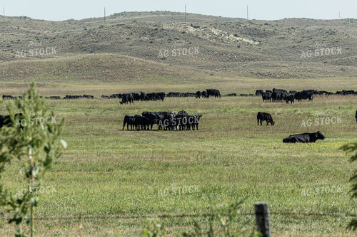 Black Angus Cattle in Pasture 114061
