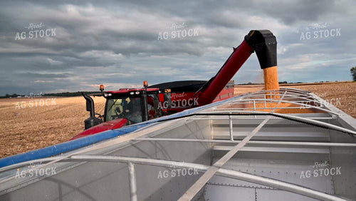 Grain Cart Unloading into Semi - 473