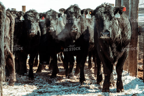 Angus Cattle in Winter Pen 58098