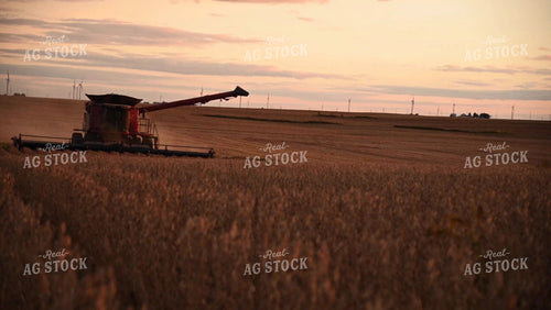 Harvesting Soybeans on Flat Ground - 514