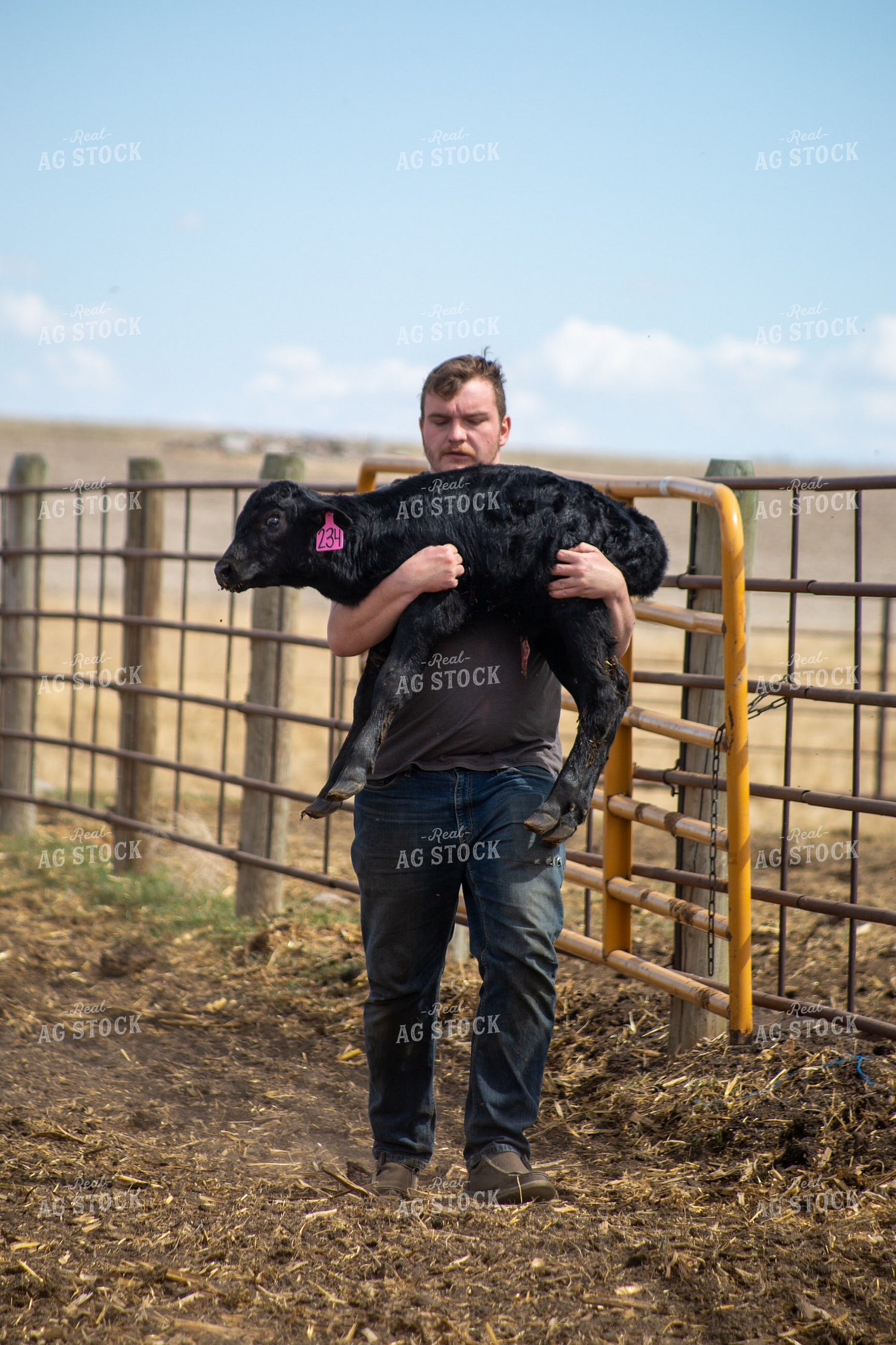Farmer Checking Cow Calf Pairs 155405