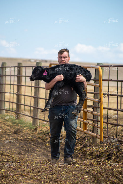 Farmer Checking Cow Calf Pairs 155405