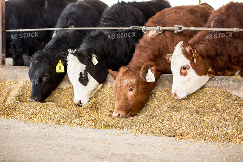 Cattle Eating Out of Trough 90020