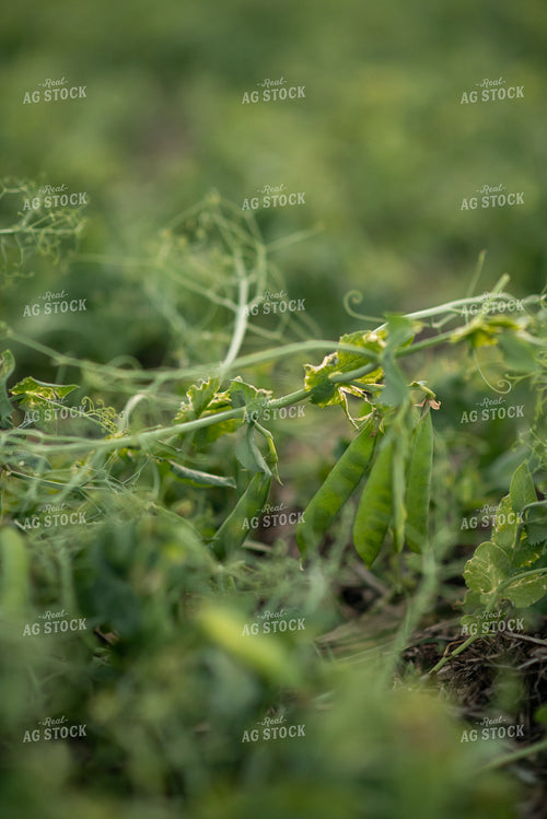 Up Close Pea Plant 76210