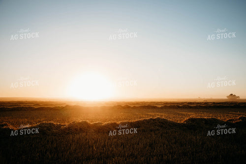 Cut Wheat Straw 152180