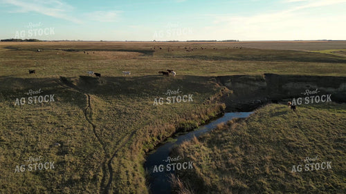 Aerial of Cattle on Pasture 268265
