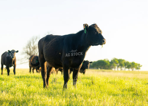 Cattle on Pasture 264041
