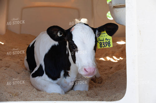 Holstein Calf on Dairy 132147