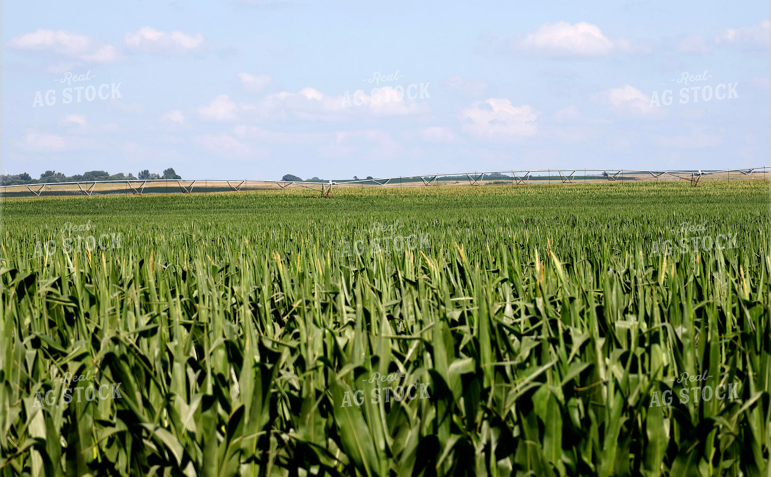 Corn Tassels 141640