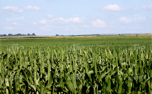 Corn Tassels 141640