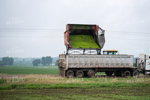Unloading Peas in Semi Truck 76184