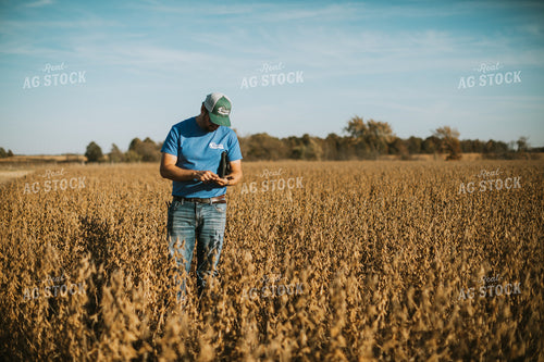 Farmer Examining Soybean Pods 7162