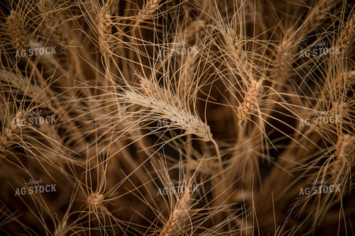 Wheat 135033