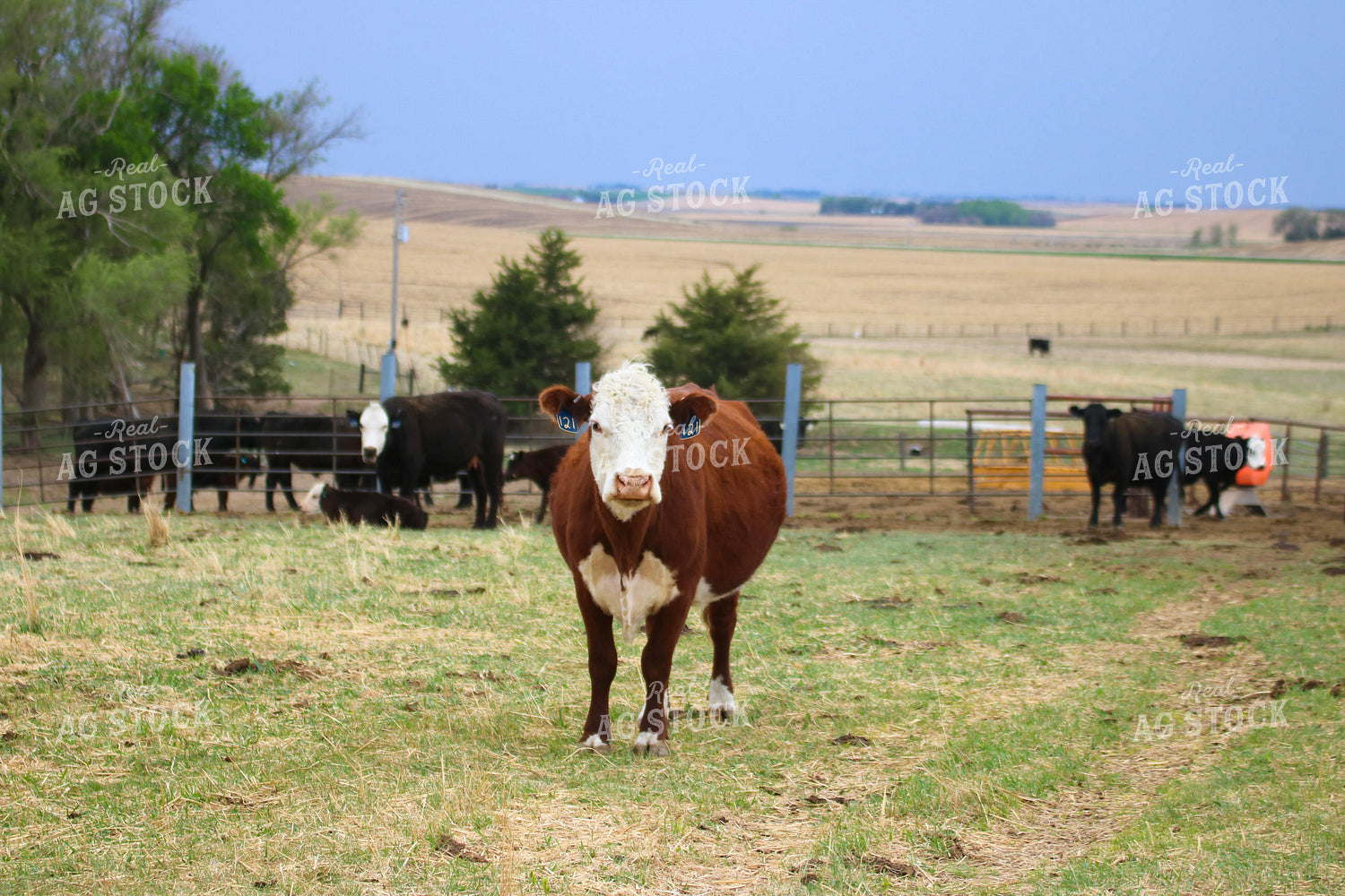 Hereford Cow on Pasture 82408