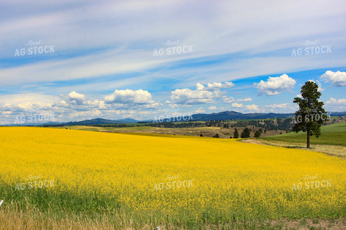 Mustard Field 188066