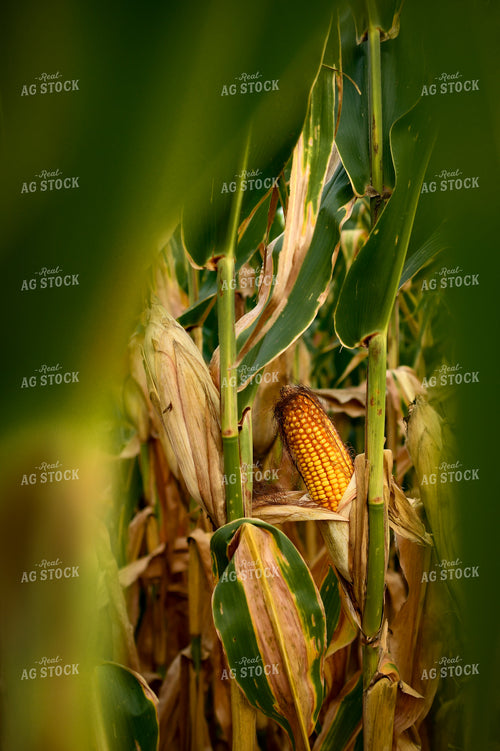 Semidried Corn Ear 191237