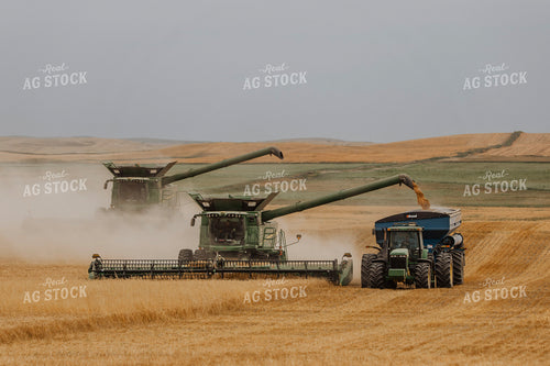 Wheat Harvest 187195