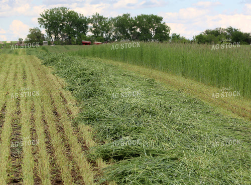 Cut Rye 141137