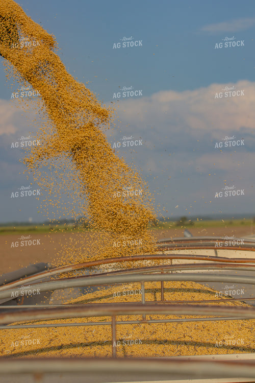 Unloading Harvested Rice 291117