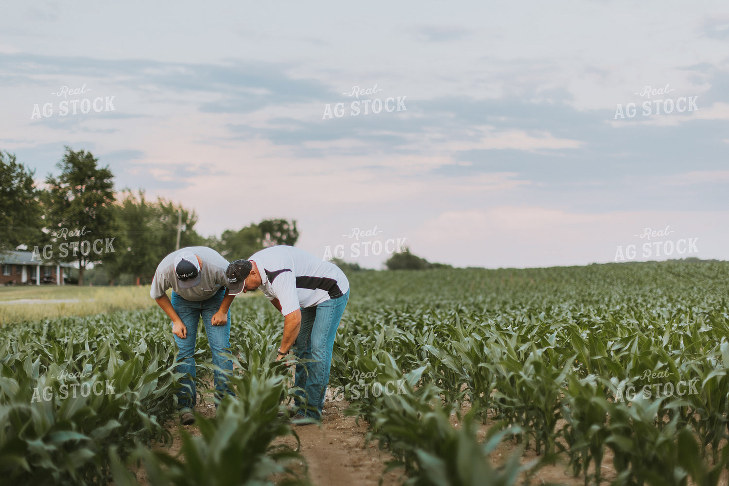 Farmers Scouting Corn Field 7821