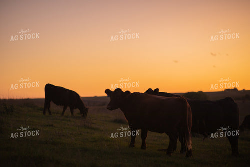 Catlle in Pasture at Sunset 53041