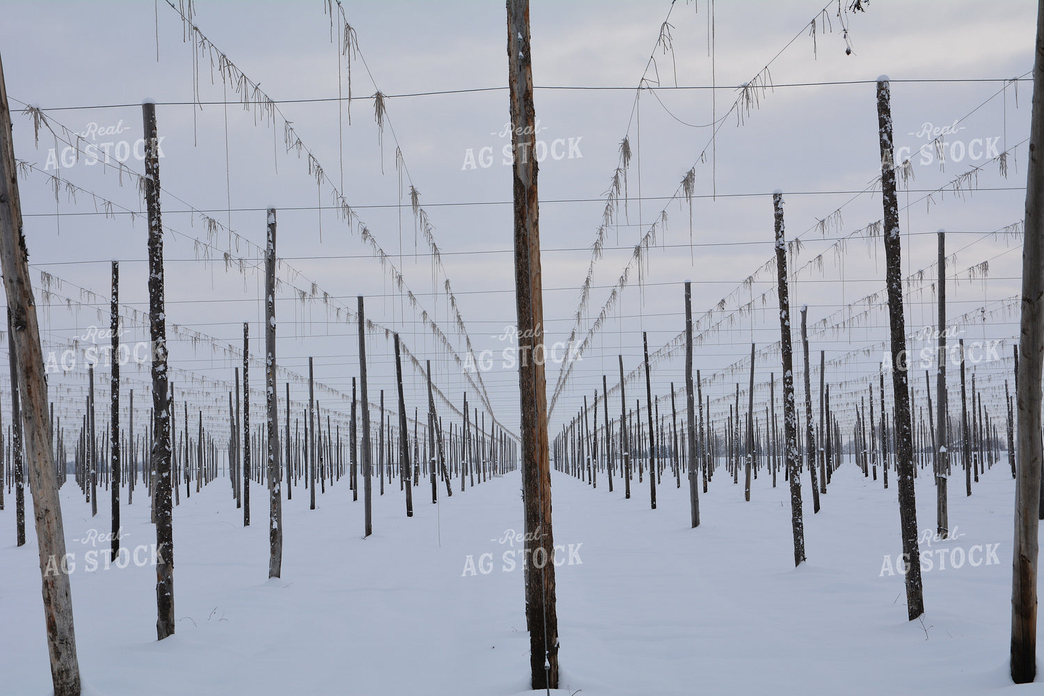 Snowy Trellises 198017