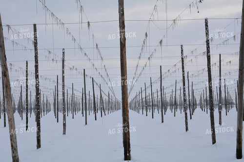 Snowy Trellises 198017