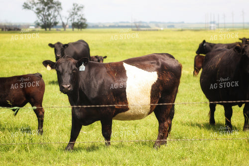Cattle on Pasture 141330