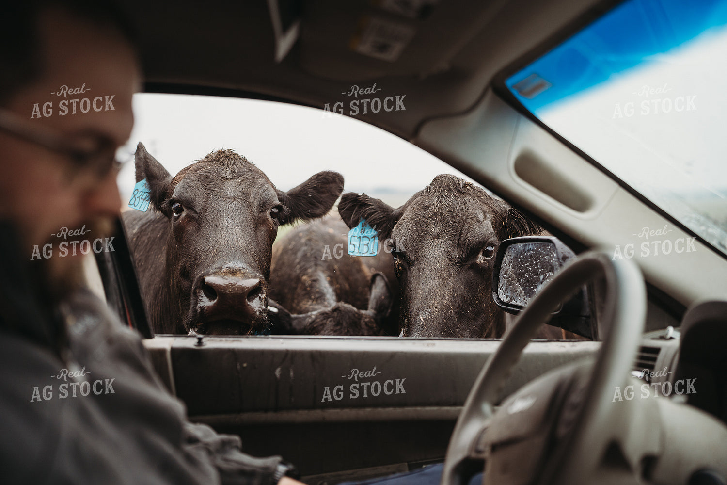 Angus Cattle in Pasture with Head in Car Window 196165