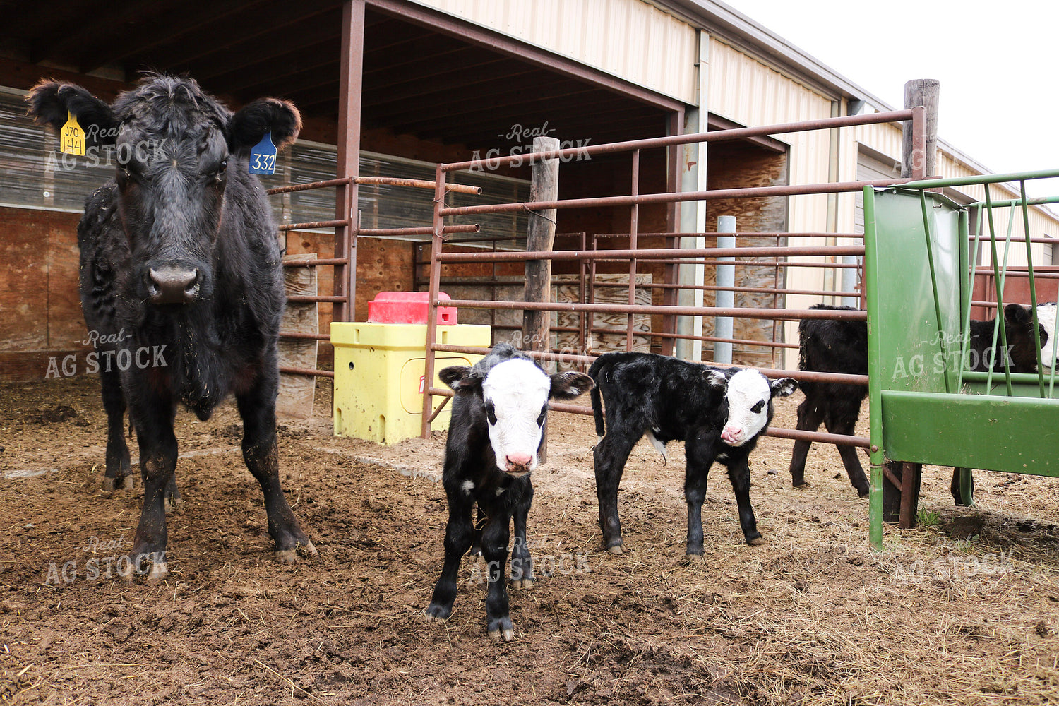 Cow Calf Pair 82267