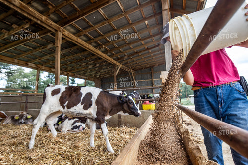 Feeding Calves 270031