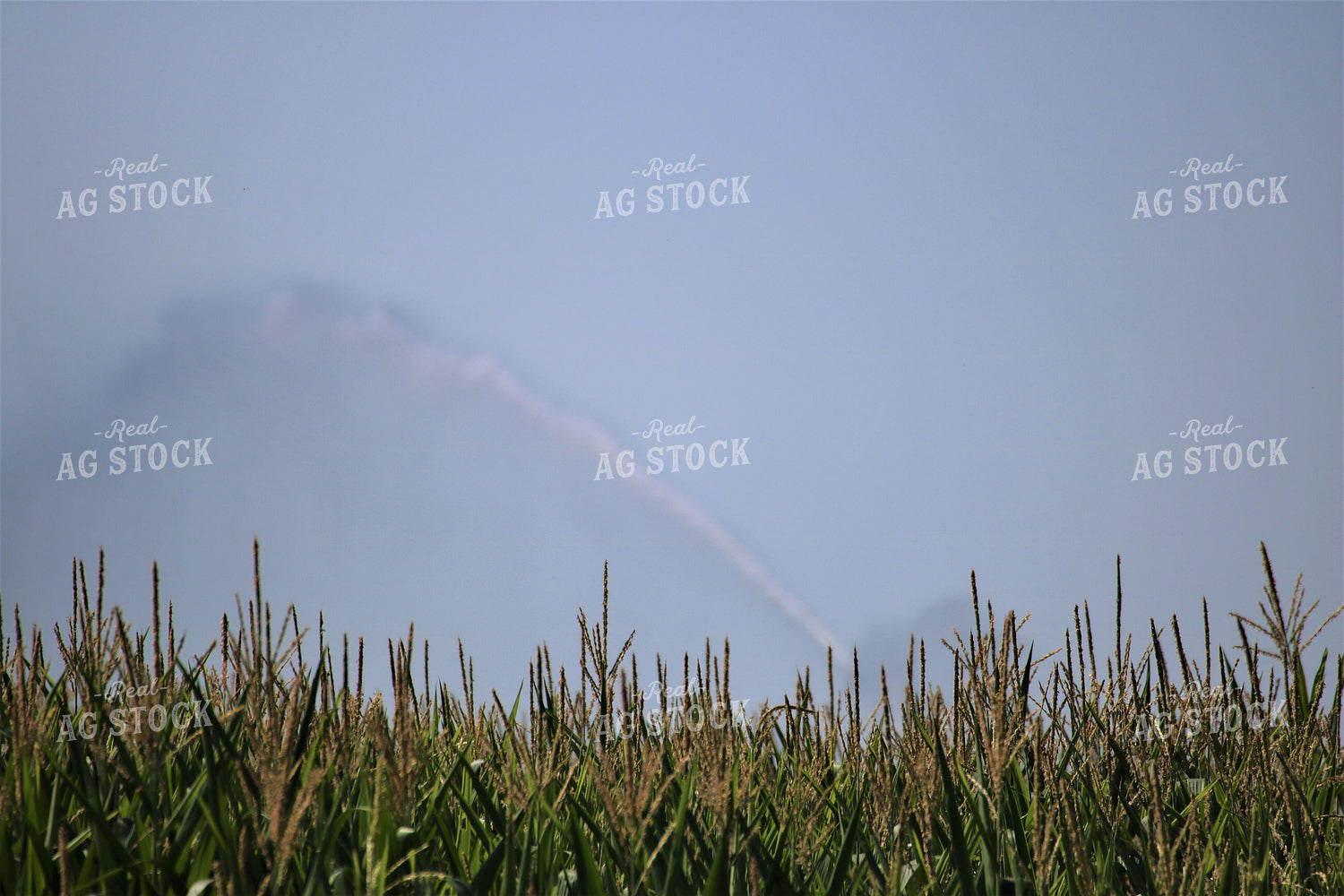 Irrigated Corn Field 82115