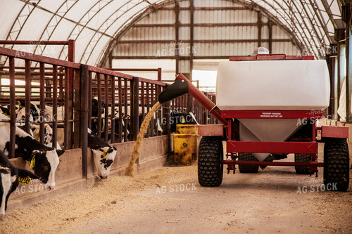 Feeding Total Mixed Ration to Holstein Cattle 67384