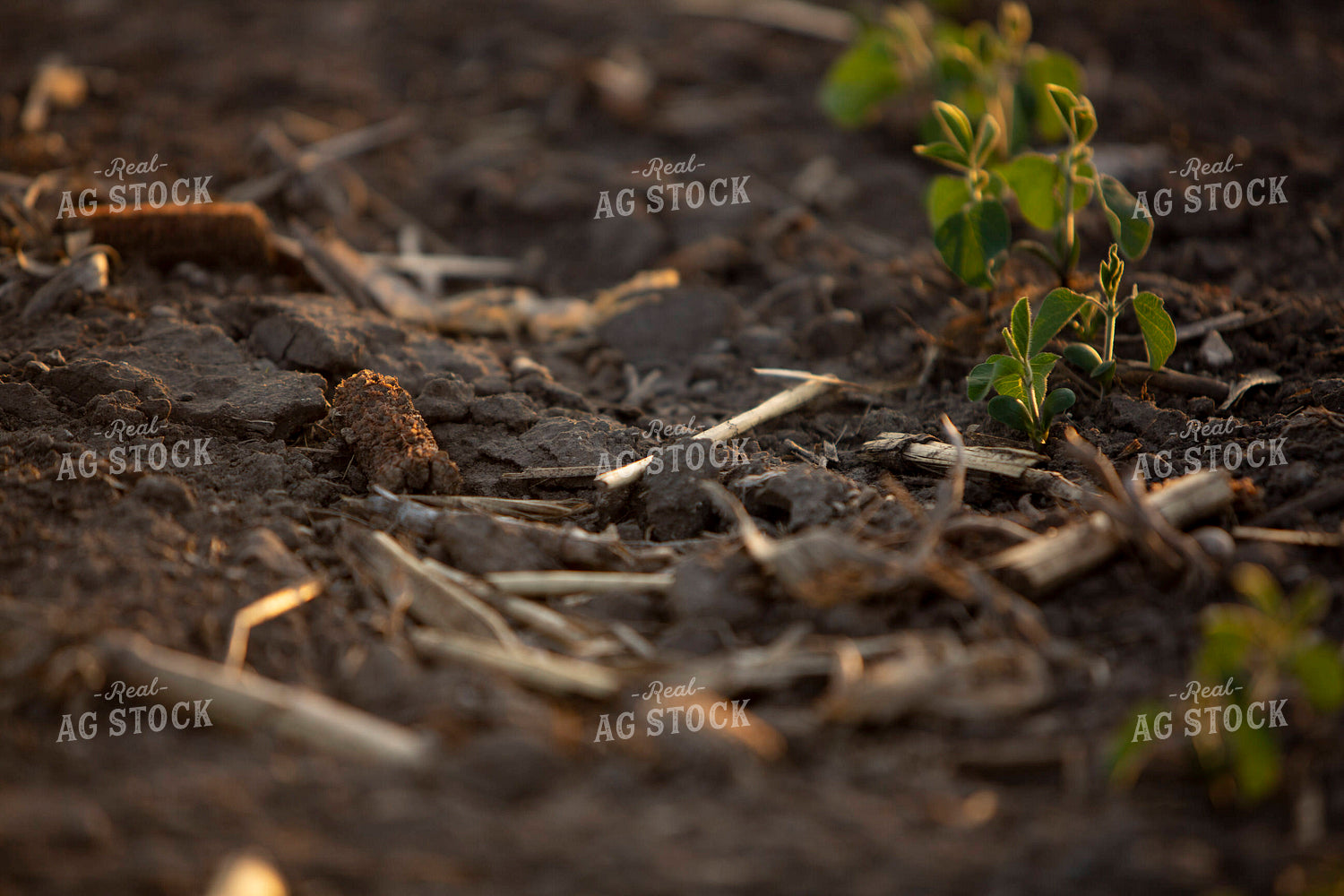 Soybeans - Mid-Season 1464