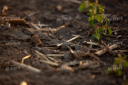 Soybeans - Mid-Season 1464