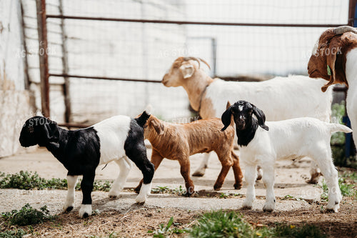 Goats 196264