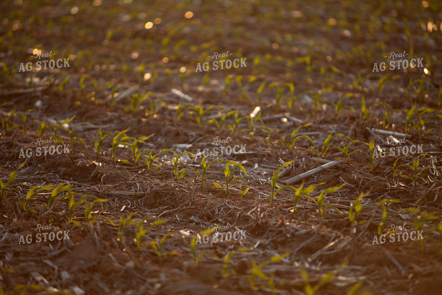Corn - Early Growth 1175
