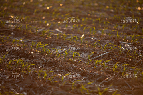 Corn - Early Growth 1175