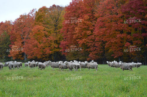 Sheep 164016