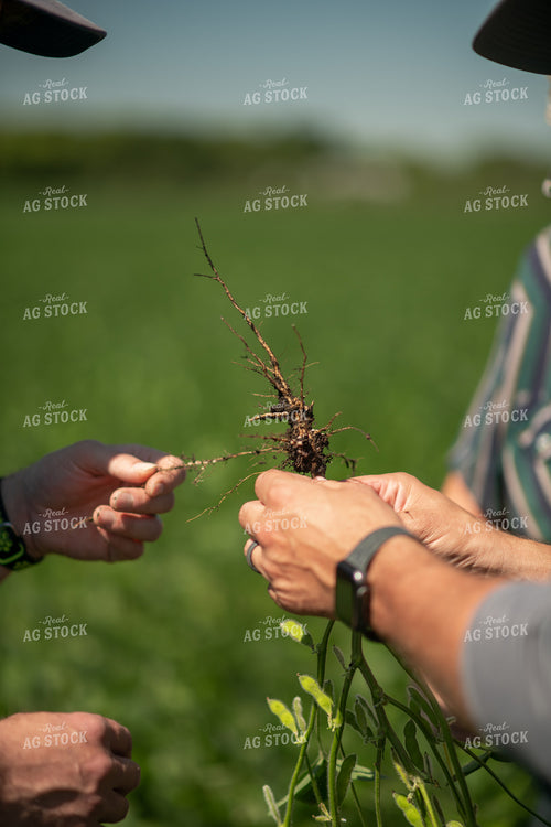 Checking Soybeans 76662