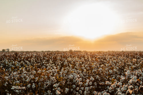 Field of Cotton 59059