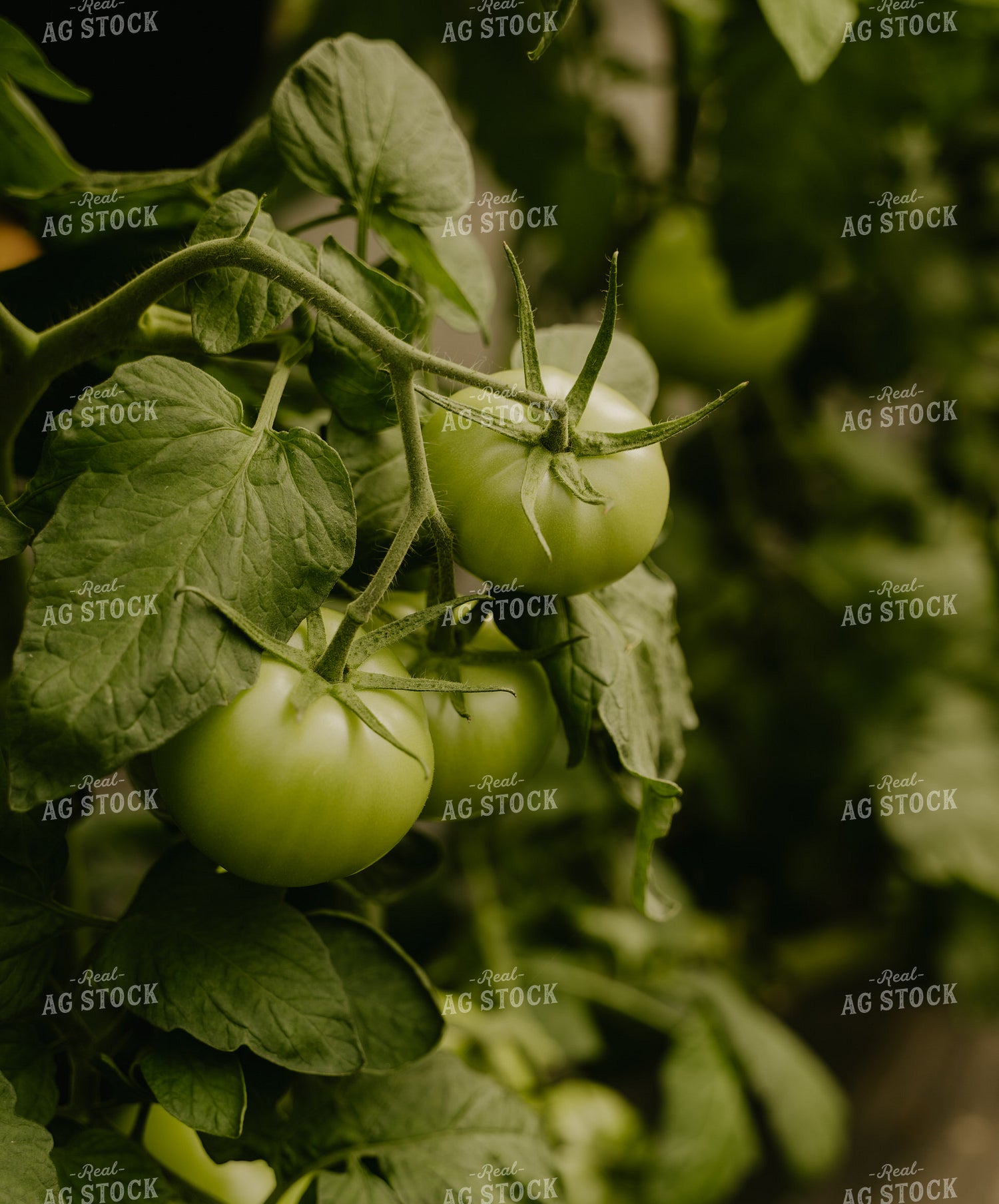 Tomatoes 185111