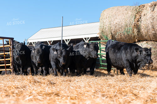 Cattle on Feedlot 68199
