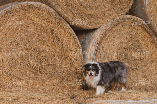 Ranch Dog and Round Hay Bales 67243
