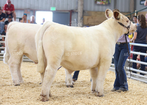 Showing Cattle 160107