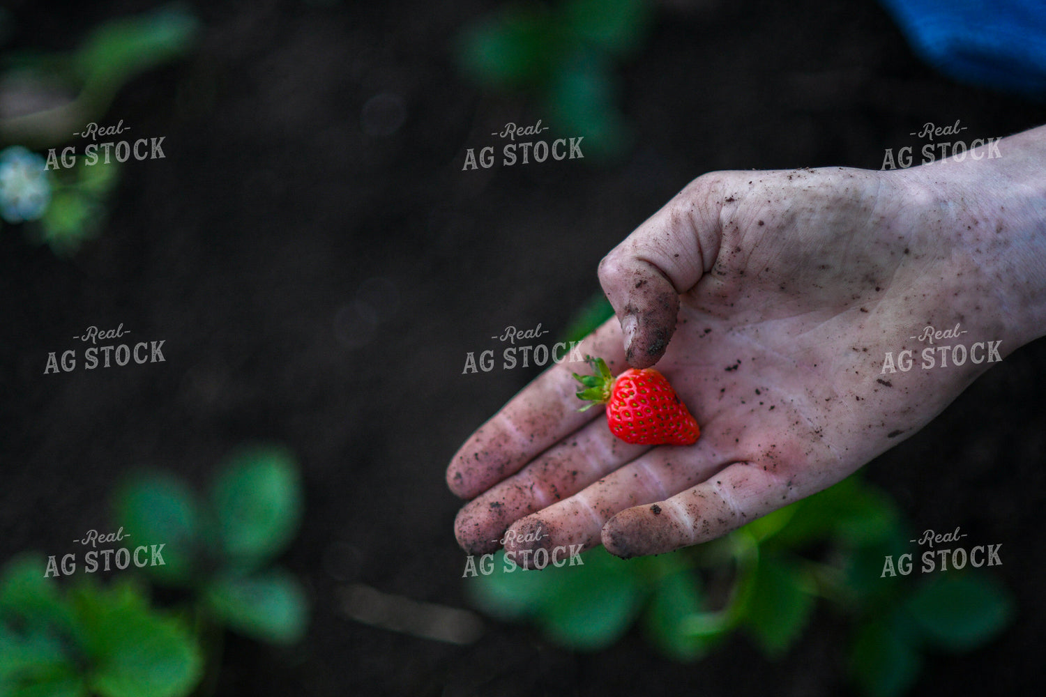 Strawberry 191085