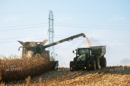 Corn Harvest 157260