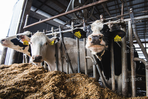 Holstein Cattle in Barn 250156