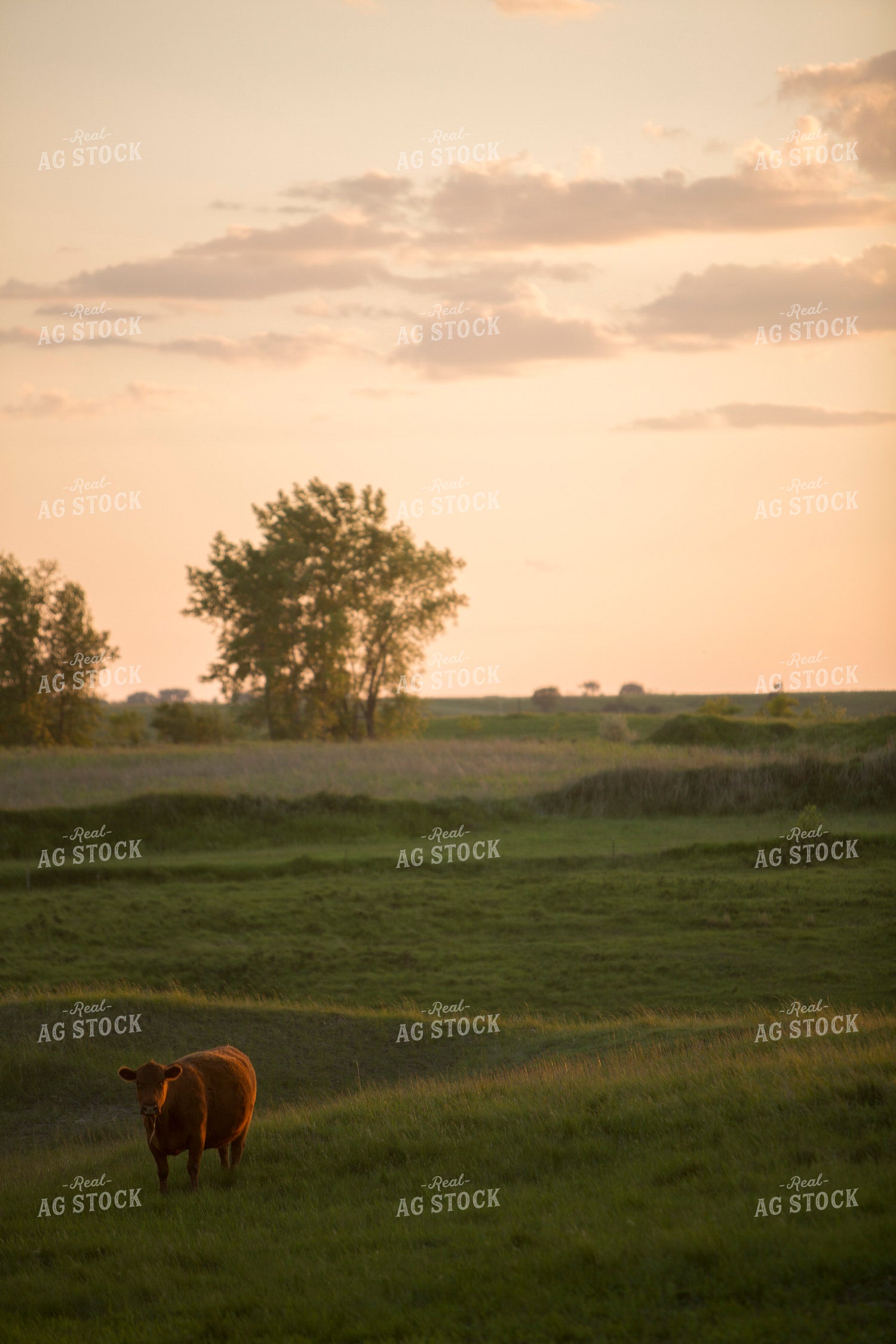 Cattle 1706