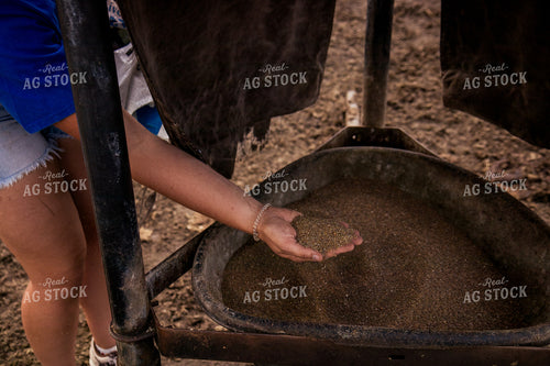 Farmer Handling Feed Ration 67469